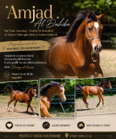 Vente de cheval : Amjad al Dahiba